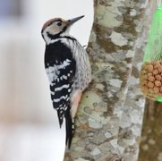 White-backed Woodpecker (Dendrocopos leucotos)