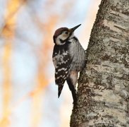 White-backed Woodpecker (Dendrocopos leucotos)