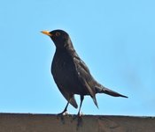 Svarttrost (Turdus merula)