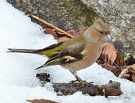 Bokfink (Fringilla coelebs)