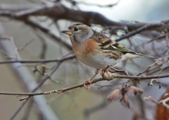 Bjørkefink (Fringilla montifringilla)