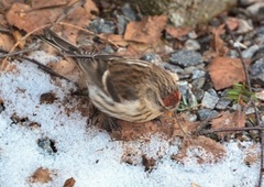 Brunsisik (Carduelis cabaret)