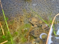 Buttsnutefrosk (Rana temporaria)