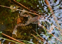 Buttsnutefrosk (Rana temporaria)