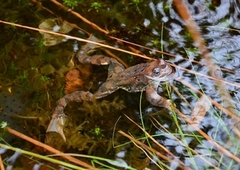 Buttsnutefrosk (Rana temporaria)