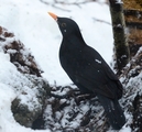 Svarttrost (Turdus merula)