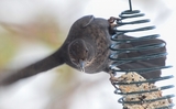 Svarttrost (Turdus merula)