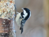 Svartmeis (Periparus ater)