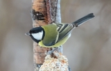 Kjøttmeis (Parus major)