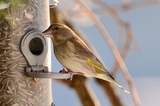 Grønnfink (Carduelis chloris)