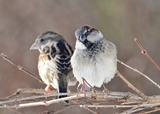 Gråspurv (Passer domesticus)