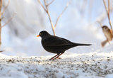 Svarttrost (Turdus merula)