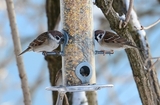 Pilfink (Passer montanus)