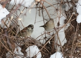 Gråspurv (Passer domesticus)