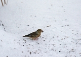 Kjernebiter (Coccothraustes coccothraustes)