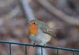 Rødstrupe (Erithacus rubecula)