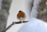 Rødstrupe (Erithacus rubecula)