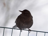 Svarttrost (Turdus merula)