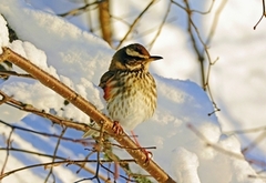 Redwing (Turdus iliacus)