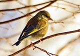 Grønnfink (Carduelis chloris)