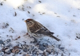 Gråsisik (Carduelis flammea)