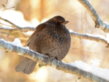 Svarttrost (Turdus merula)