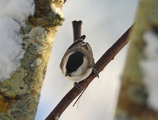 Løvmeis (Poecile palustris)