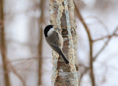 Marsh Tit (Poecile palustris)