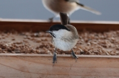 Marsh Tit (Poecile palustris)