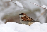 Gråspurv (Passer domesticus)