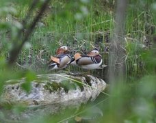 Mandarin Duck (Aix galericulata)