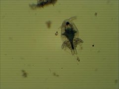 Hoppekreps (Copepoda)