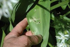 Liten ramsløkflue (Cheilosia fasciata)