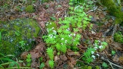 Myske (Galium odoratum)