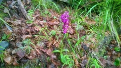 Vårmarihand (Orchis mascula)