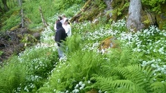 Ramsons (Allium ursinum)