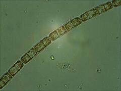 Grønnalger (Chlorophyceae)