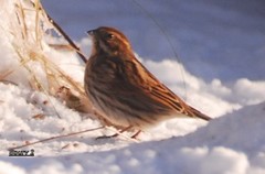 Sivspurv (Emberiza schoeniclus)