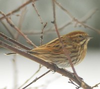 Sivspurv (Emberiza schoeniclus)