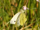 Rapssommerfugl (Pieris napi)