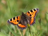 Neslesommerfugl (Aglais urticae)