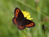 Fløyelsringvinge (Erebia ligea)