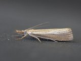 Blek nebbmott (Agriphila straminella)