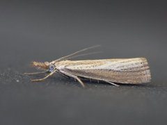 Pearl Veneer (Agriphila straminella)