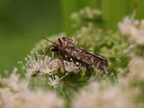 Røsslyngfly (Lycophotia porphyrea)