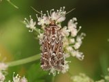 Røsslyngfly (Lycophotia porphyrea)