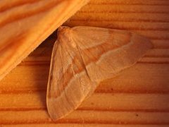 Barred Red (Hylaea fasciaria)