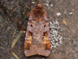 Rødfrynset teglfly (Diarsia brunnea)