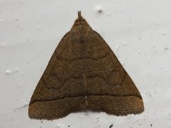 The Fan-foot (Herminia tarsipennalis)