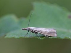 Pearl Veneer (Agriphila straminella)